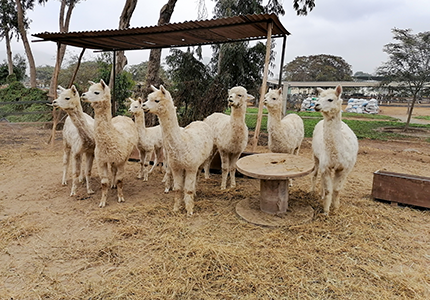 MGI Tech Partners with UNALM and Inca Tops to Enhance Alpaca Fiber and Strengthen Peru's Textile Industry